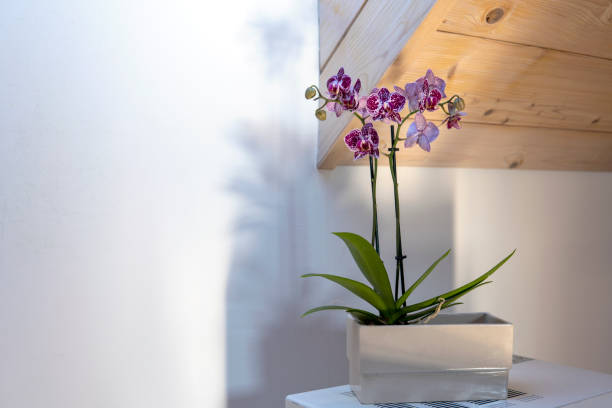 istock Potted pink phalaenopsis orchid in sunlight on white background 1465469165