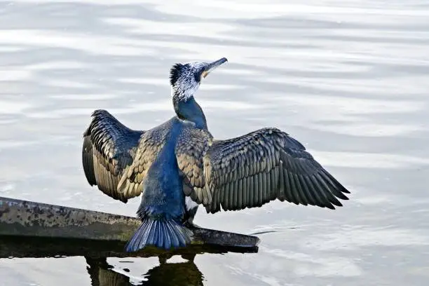 Photo of Young cormorant with spread wings sitting at the river danube.