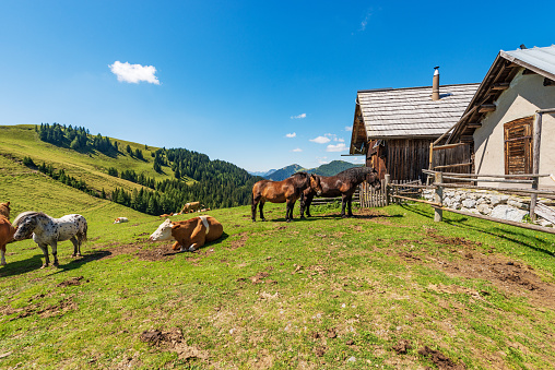 Feistritz an der Gail, Austria - August 10th, 2022: Dairy cows and horses on a mountain pasture on a sunny summer day, Italy-Austria border, Feistritz an der Gail municipality, Osternig peak, Carinthia, Julian Alps, Austria, central Europe.
