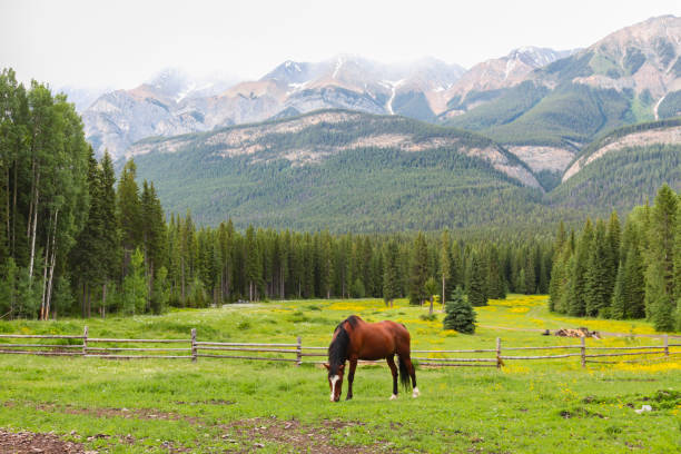 Banff offers some amazing views. The turquoise water and the green trees