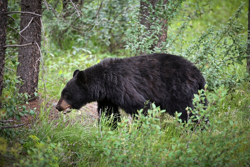 American Black Bear in Minnesota