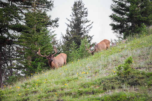 View of red deer grazing in Banff National Park, Alberta, Canada.