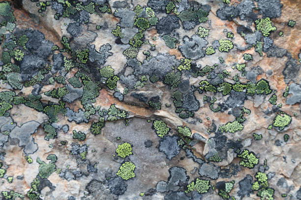 istock Close-up of vegetation 1465470746