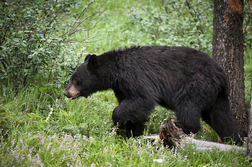 Black bear walking in Banff National Park, Alberta, Canada.