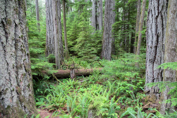 istock Douglas fir trees in forest 1465470768