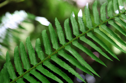 Close-up of green fern in Hoh Rainforest, Olympic National Park, Washington, USA.