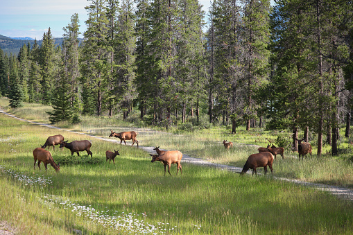 Deer grazing on grassy landscape at Jasper National Park, Alberta, Canada.