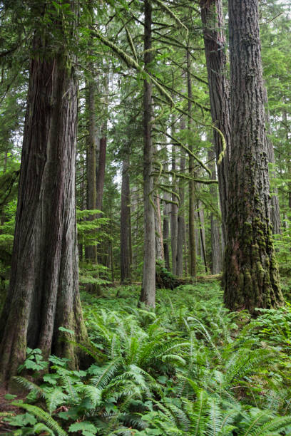 istock Douglas fir trees in forest 1465470799