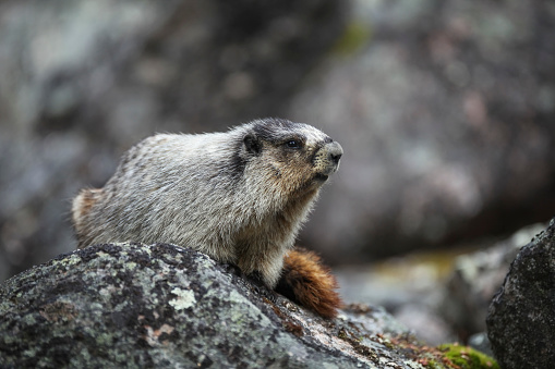Marmot Pictures | Download Free Images on Unsplash Marmot Pictures | Download Free Images on Unsplash