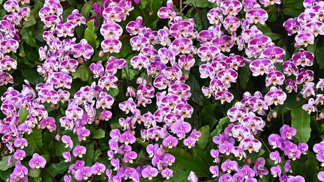 Beautiful pink Orchids flowers grow in botanic garden.
