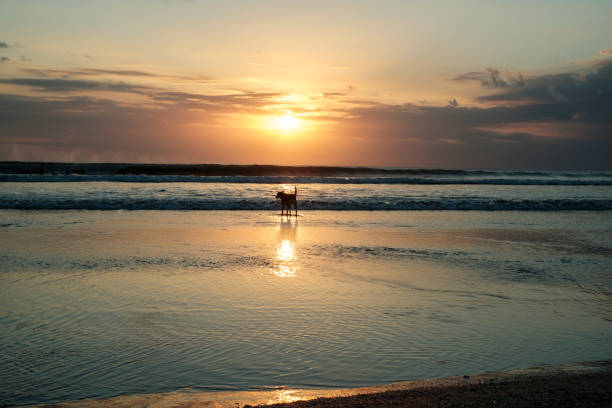 istock Sunset on the bali beach 1465471151