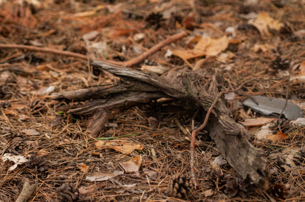 istock Ground cover in a pine forest 1465472420