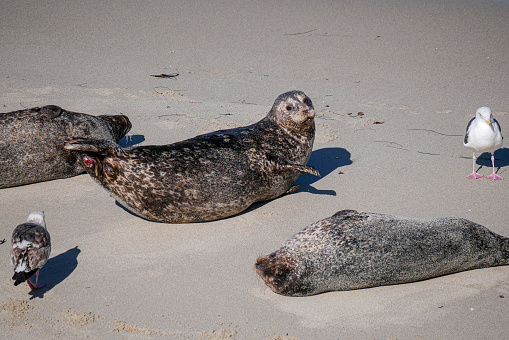 Seal Laying on Beach at La Jolla Cove (San Diego, California)