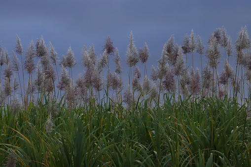 Cascavelle, Mauritius - July 01, 2022: Flowering Sugar Cane in the West of Mauritius.