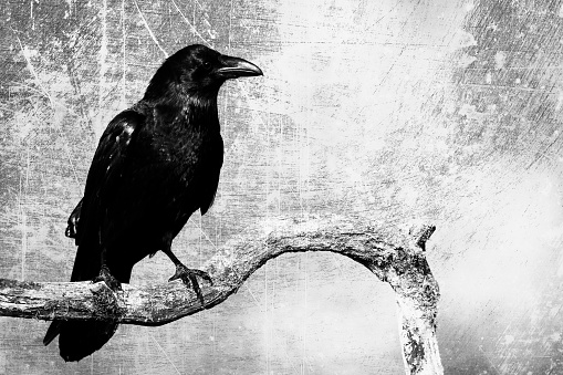 beautiful raven Corvus corax  North Poland Europe, flying bird, dark filters - halloween