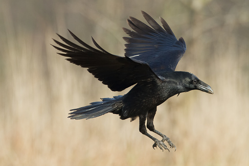 Un hermoso cuervo Corvus corax, ave del norte de Polonia Europa photo