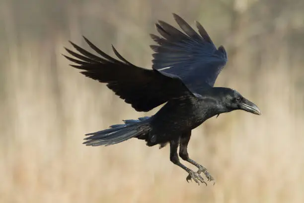 Photo of A beautiful raven Corvus corax, bird North Poland Europe