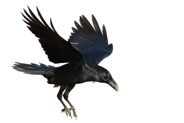 istock Birds flying raven isolated on white background Corvus corax. Halloween 1465474313