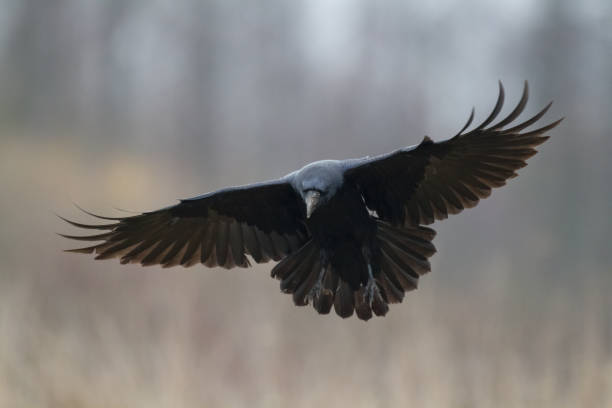 istock A beautiful raven Corvus corax, bird North Poland Europe 1465474314