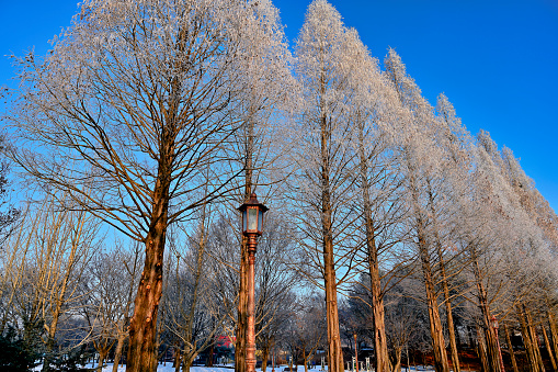 This is a winter landscape of 1100 Hill Wetland, a famous tourist attraction in Jeju Island, South Korea.