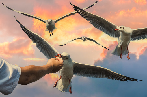 hand feeding food to flying seagull with background of drametic sunset sky