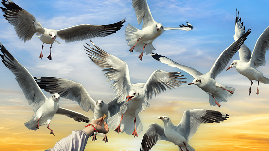 flock of flying seagulls bird rush to human hand holding food with background of drametic sunset sky