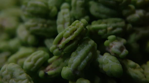 istock Macro Close up of Fennel seeds 1465477799