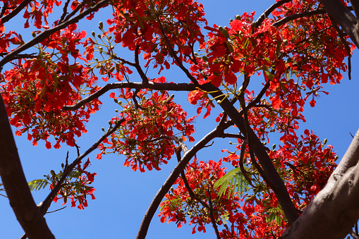 Cascavelle, Mauritius - November 22, 2022: Flowering Red Flamboyant (Flame, Delonix regia) Tree in the West of Mauritius.