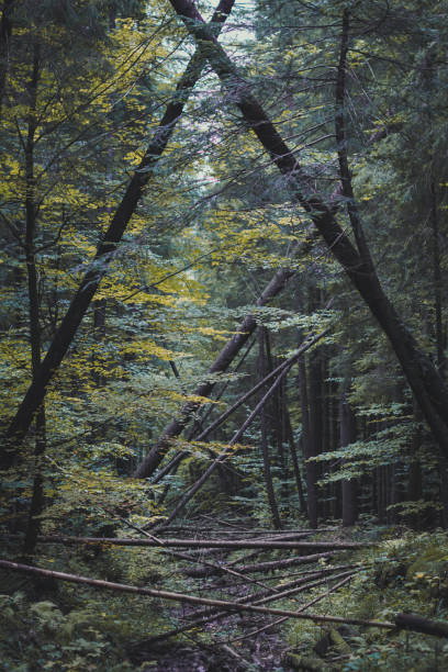 istock Falling thin trees in autumn forest landscape photo 1465478177