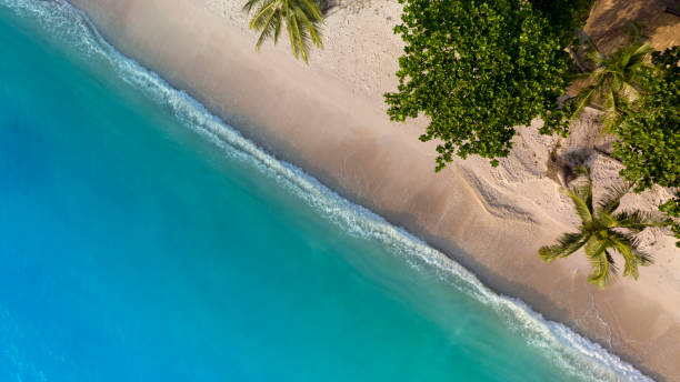 istock The tropical Summer with wave water as white sand beach  and palm trees background 1465479568