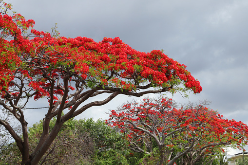 Albion, Mauritius - November 28, 2022: Flowering Red Flamboyant (Flame, Delonix regia) Tree in the West of Mauritius.