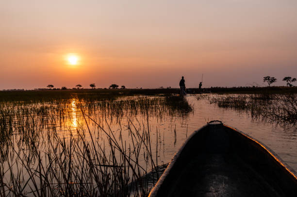 viagem de mokoro no delta do okavango - makoro - fotografias e filmes do acervo