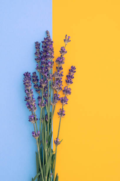 istock Lavender flowers. Bunch of blooming lavender 1465483447