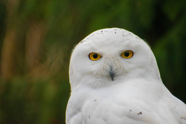 istock Closeup of a cute snowy owl 1465484242