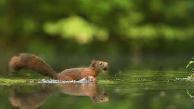 Closeup shot of a brown squirrel walking into a pond, finding a nut and splashing around