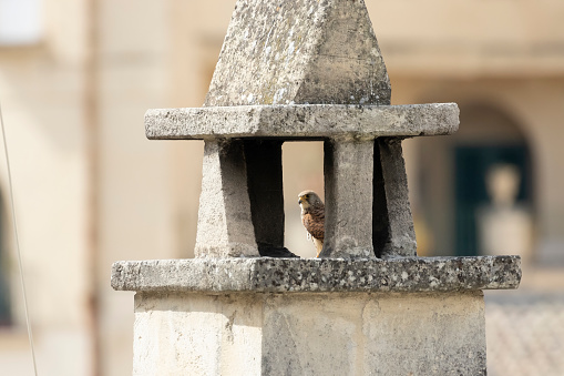 Small bird of prey nesting within the historic and ancient city of Matera in Italy
