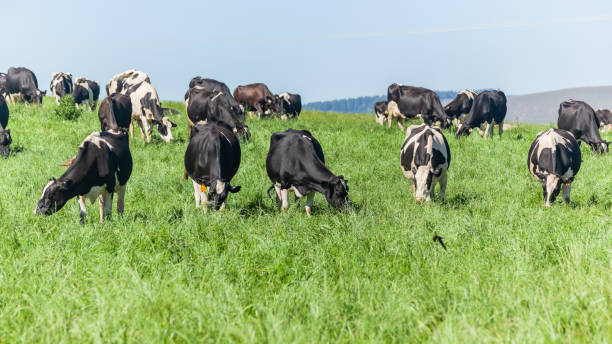 istock Dairy Farm Fries-land Cattle Cows 1465487342