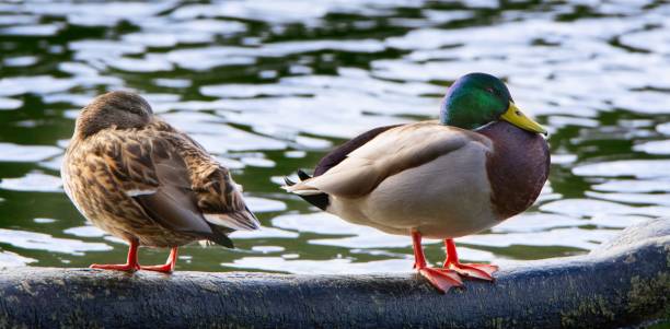 istock Pair of mallard ducks (Anas platyrhynchos) resting on a fallen tree in water 1465487558