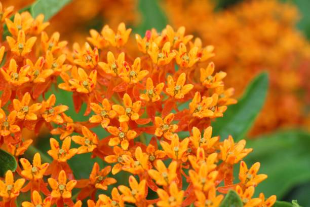 istock Closeup of tiny butterfly weeds (Asclepias tuberosa) against blurred background 1465487609