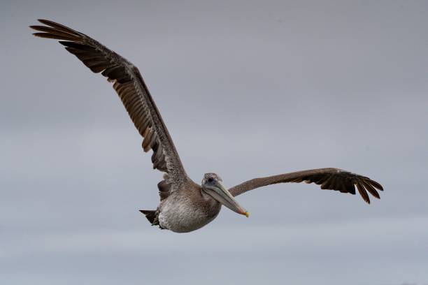 istock Closeup of a Galapagos Brown Pelican ((Pelecanus occidentalis) during its flight 1465487929
