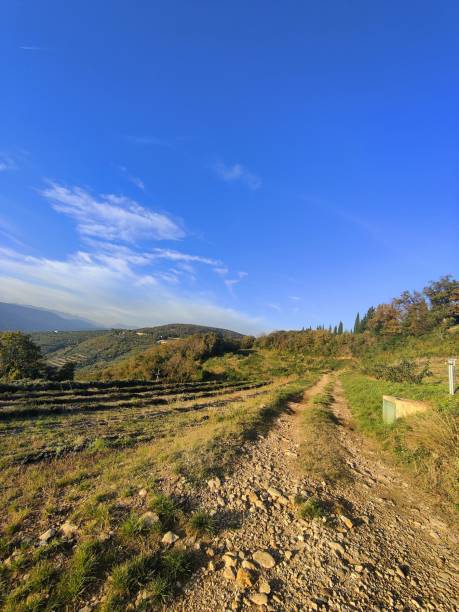 istock Vertical shot of a rural path surrounded by green vegetation. 1465487994