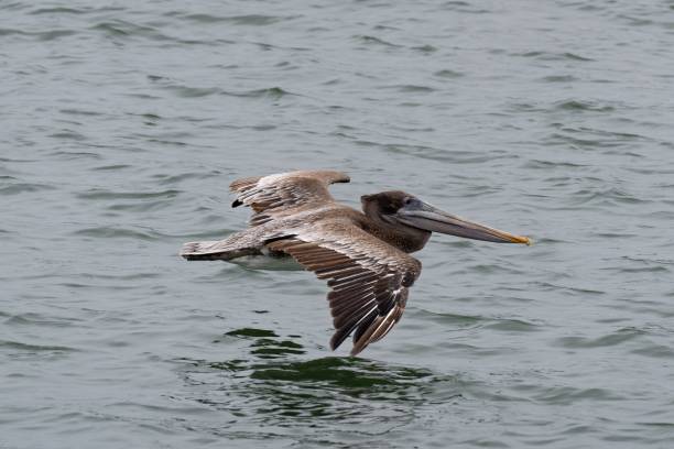 istock Brown pelican flying over the lake 1465488288