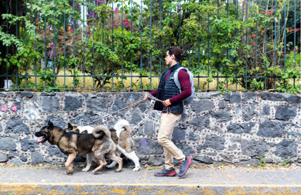 istock Two dogs being walked by their owner on the sidewalk 1465488351