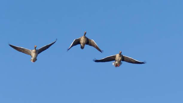 istock Flight of gray geese in the blue sky. 1465488401
