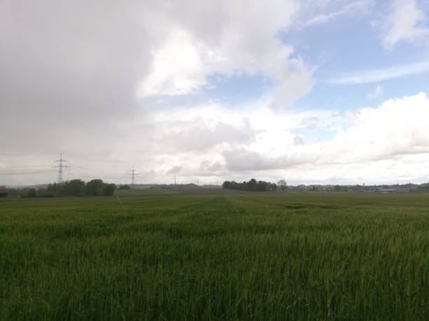 istock Beautiful large grass field under a cloudy sky 1465488487