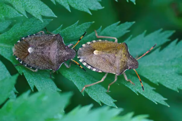 A closeup shot of 2 vernal shieldbugs, Peribalus strictus on leaves of a Tansy Tanacetum vulgare