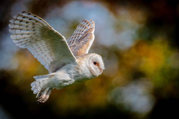 istock Selective focus shot of a beautiful barn owl in flight 1465488626