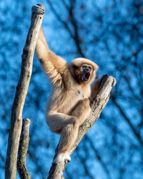 istock Vertical shot of a gibbon yelling while hanging on a tree 1465488643