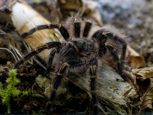 istock Macro shot of a Chaco golden knee (Grammostola pulchripes) 1465489038