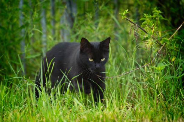 istock Beautiful black cat with bright eyes on a grassy field 1465489173